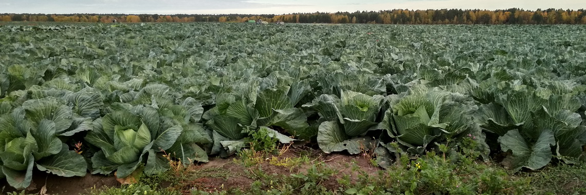 Kapusta_