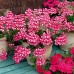 Герань Плющелистная